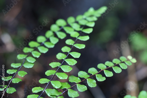 Asplenium trichomanes, known as maidenhair spleenwort, wild plant from Finland photo