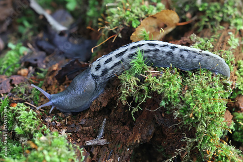 Limax cinereoniger, commonly known as ash-black slug, largest land slug species in the world. photo