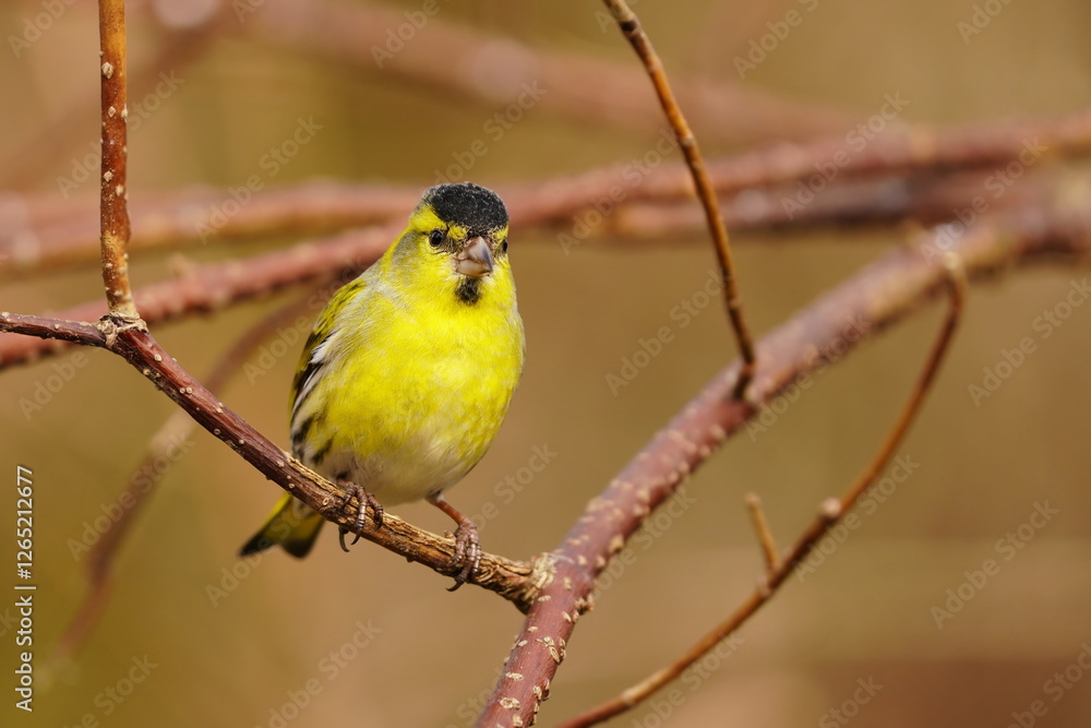 Portrait of a male eurasian siskin. Wildlife scene with a yellow bird. Carduelis spinus
Portrait of a male eurasian siskin. Wildlife scene with a yellow bird. Carduelis spinus
