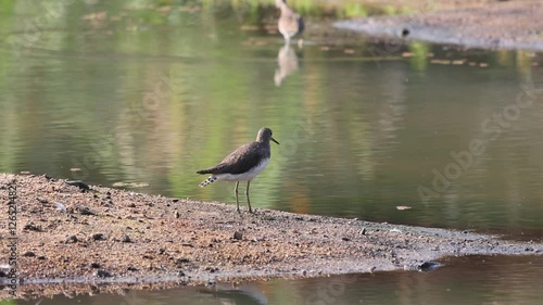 The Green Sandpiper (Tringa ochropus) resembles wagtails and other freshwater sandpipers. It has a straight, grayish-green bill, short dark green legs, and a white eye-ring that appears like a short