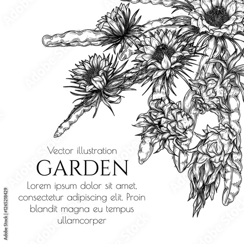 Vector banner of a branch with pitahaya fruits and blossoms in engraving style. Grocery store brochure. Fresh farm fruits. Organic farming. Nutrition banner, healthy eating
