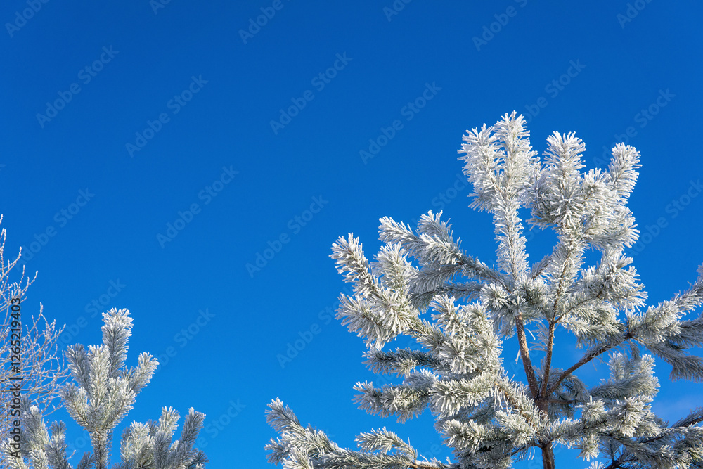 Frosty pine tree top against the blue sky. Frosty pine tree top against the blue sky.