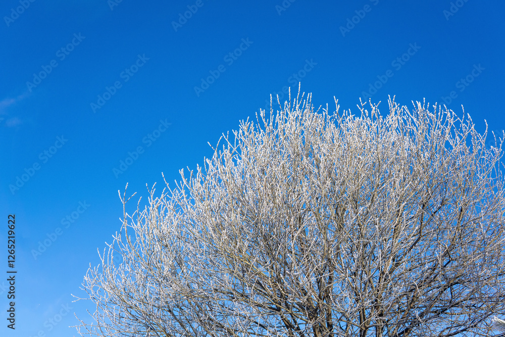 Frosty tree branches against the blue sky. Winter background. Frosty tree branches against the blue sky. Winter background.