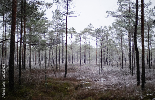 Snowfall in swamp marsh bog woods pine trees winter