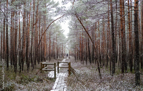 Wooden footbridge path track through swamp marsh bog forest woods beautiful pine trees winter snow during heavy snowfall person distance