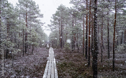 Wooden snow covered footbridge path track through swamp marsh bog forest woods beautiful pine trees winter snow during heavy snowfall person distance