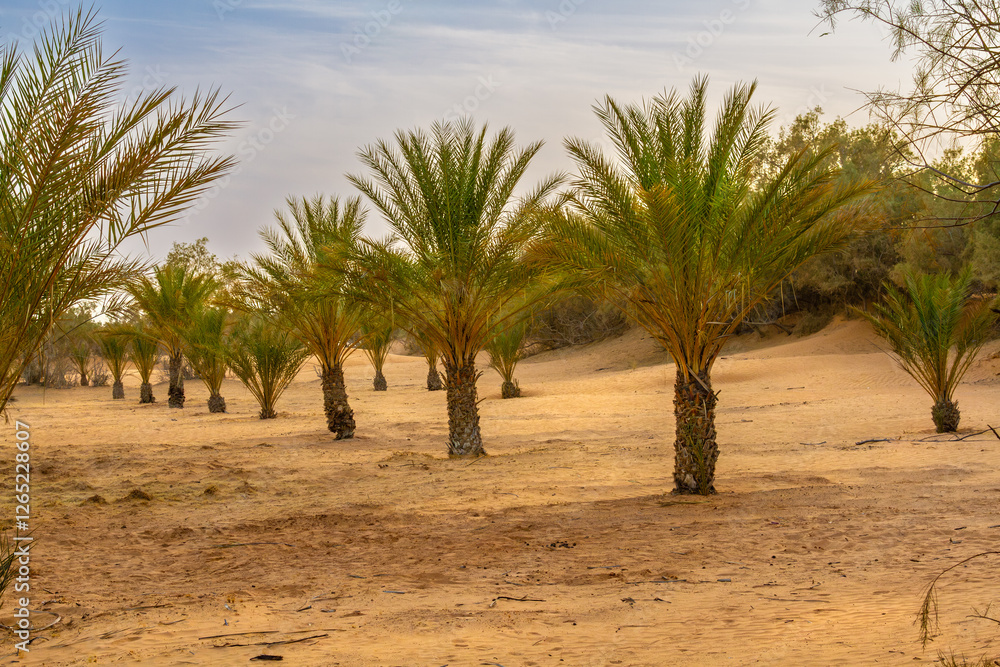 Plantation of the date palm. Date trees (Phoenix dactylifera L.) in an oasis Ksar Ghilane, Sahara, Tunisia, North Africa Plantation of the date palm. Date trees (Phoenix dactylifera L.) in an oasis Ksar Ghilane, Sahara, Tunisia, North Africa