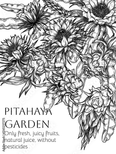 Vector frame of a branch with pitahaya fruits and blossoms in engraving style. Grocery store brochure. Fresh farm fruits. Organic farming. Nutrition banner, healthy eating