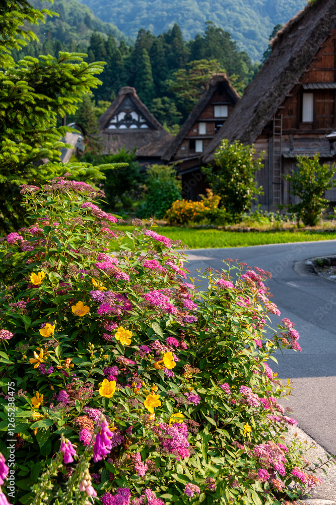 Obraz premium 世界遺産 白川村(白川郷) 6月初夏の花と田園風景