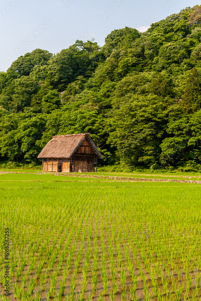 Obraz premium 世界遺産 白川村（白川郷） 6月初夏の花と田園風景 