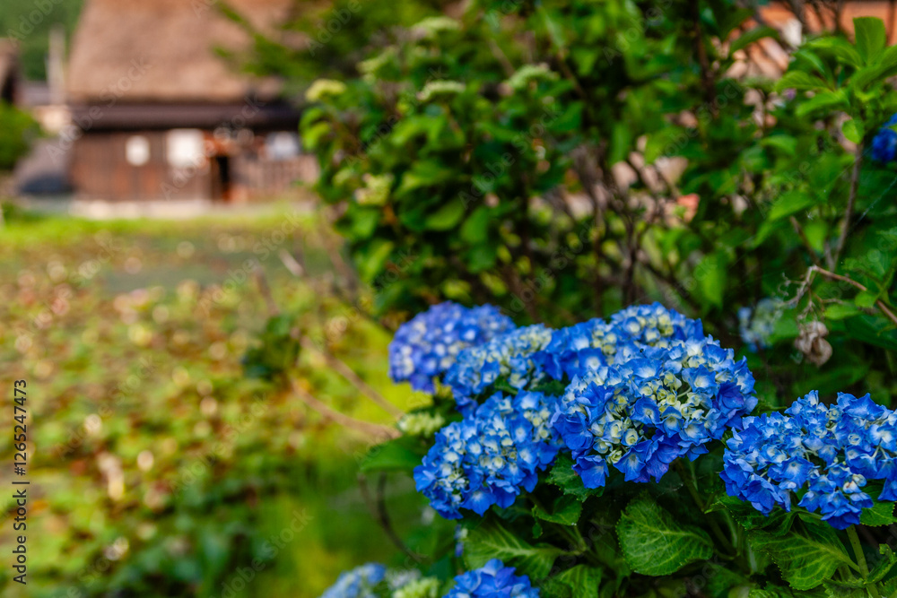 世界遺産　白川村（白川郷） 6月初夏の花と田園風景
