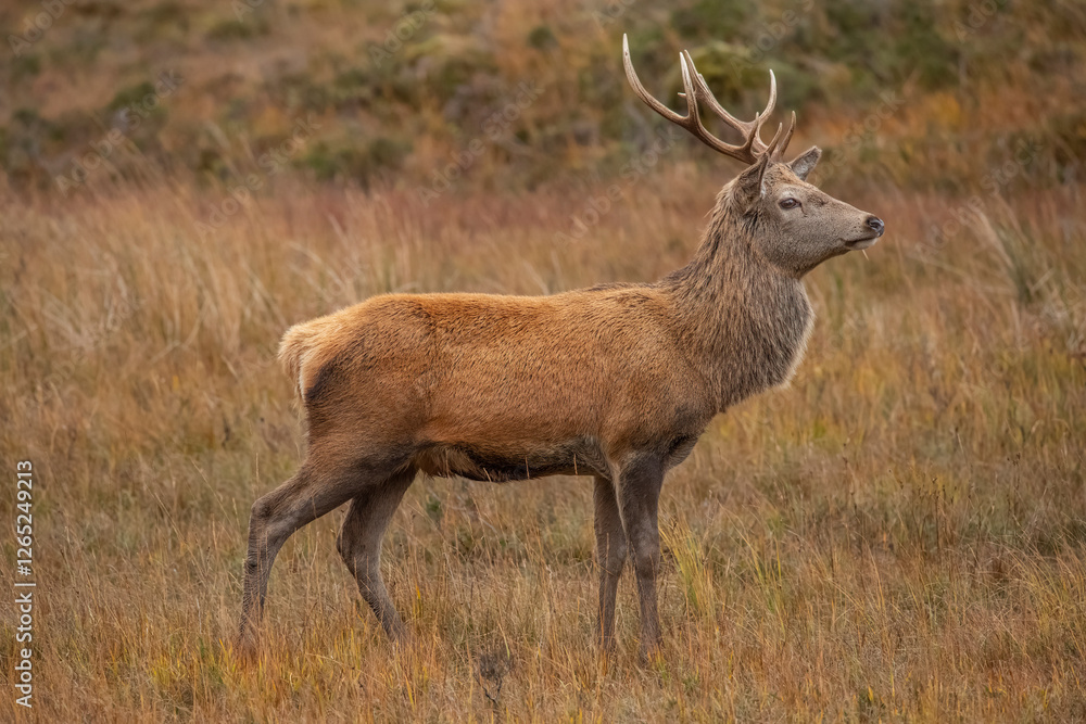 Obraz premium Red deer stag close up on moorland in Scotland