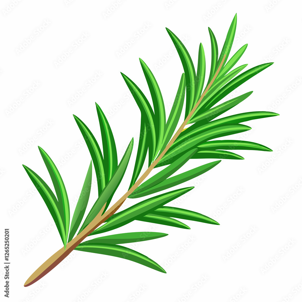 Fototapeta premium needle like rosemary sprig fresh