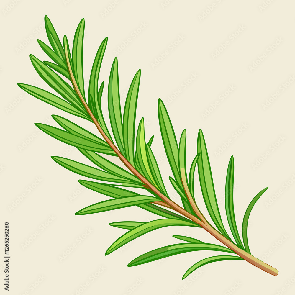 Obraz premium needle like rosemary sprig fresh