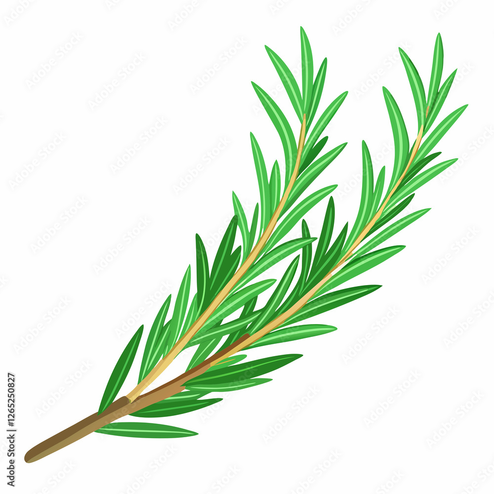 Fototapeta premium needle like rosemary sprig fresh