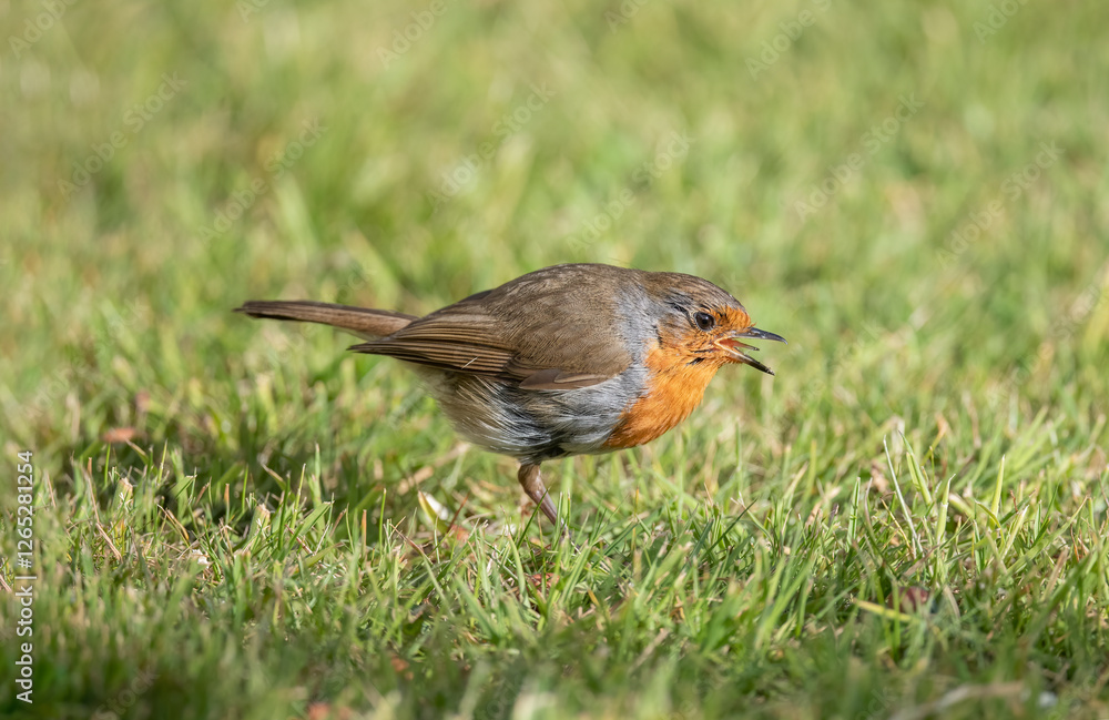 robin, erithacus rubecula, standing in the garden on the grass, singing, in the uk in the winter robin, erithacus rubecula, standing in the garden on the grass, singing, in the uk in the winter