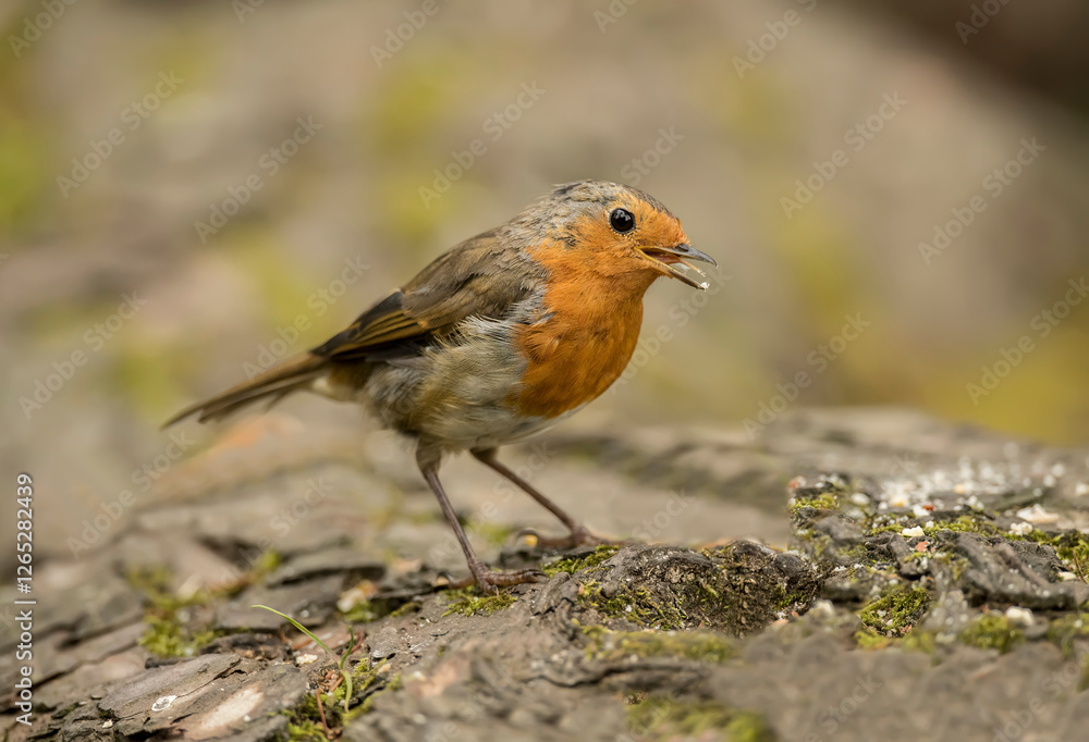 Robin on a tree trunk, close up, in a forest, in Scotland Robin on a tree trunk, close up, in a forest, in Scotland