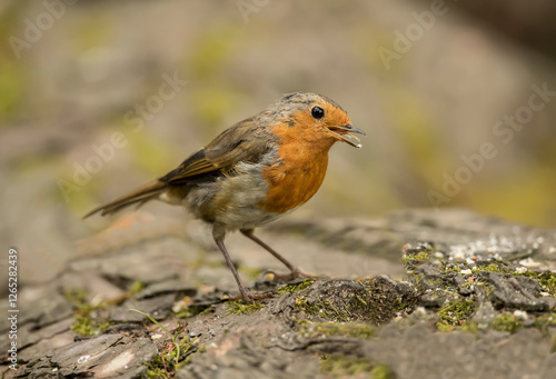 Robin on a tree trunk, close up, in a forest, in Scotland