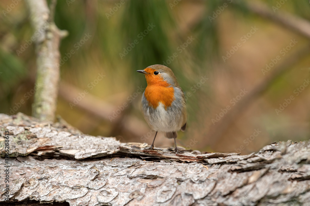 Robin on a tree trunk, close up, in a forest, in Scotland Robin on a tree trunk, close up, in a forest, in Scotland