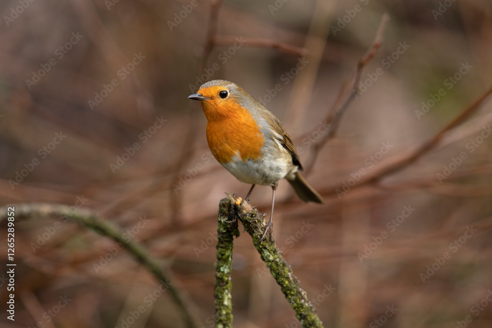Robin on a branch in a forest, close up in Scotland Robin on a branch in a forest, close up in Scotland