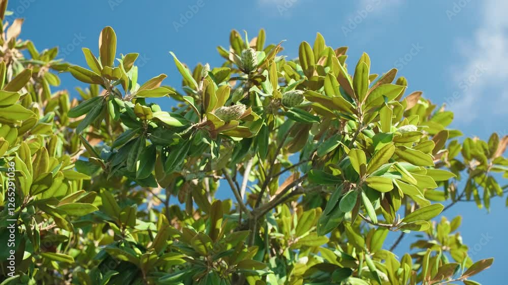 Close-up of beautiful magnolia tree branches adorned with vibrant green leaves and developing seed pods stretch upward against a clear blue summer sky, in turkey's serene landscape. Mediterranean area Close-up of beautiful magnolia tree branches adorned with vibrant green leaves and developing seed pods stretch upward against a clear blue summer sky, in turkey's serene landscape. Mediterranean area