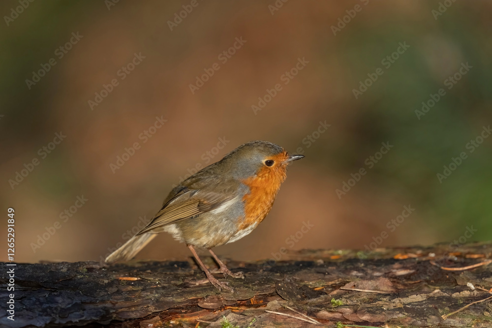 Side view of a Robin with a blurred background perched on a branch close up in a forest in Scotland uk Side view of a Robin with a blurred background perched on a branch close up in a forest in Scotland uk