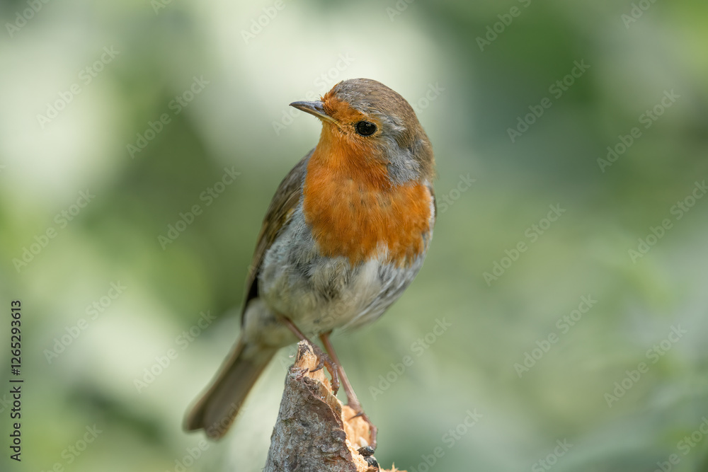 Robin on a branch in a forest, close up in Scotland Robin on a branch in a forest, close up in Scotland