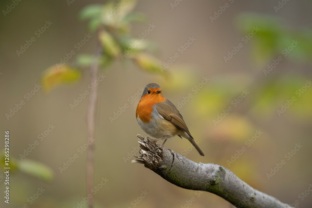 Robin on a branch in a forest, close up in Scotland Robin on a branch in a forest, close up in Scotland