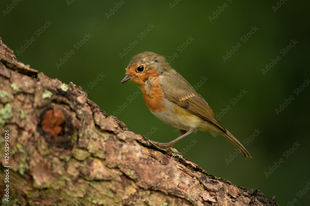 Robin on a tree trunk, close up, in a forest, in Scotland Robin on a tree trunk, close up, in a forest, in Scotland