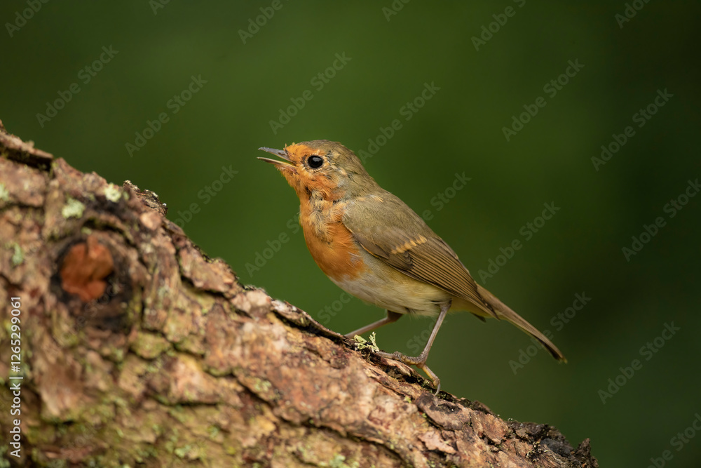 Robin tweeting on a tree trunk, close up, in a forest, in Scotland Robin tweeting on a tree trunk, close up, in a forest, in Scotland