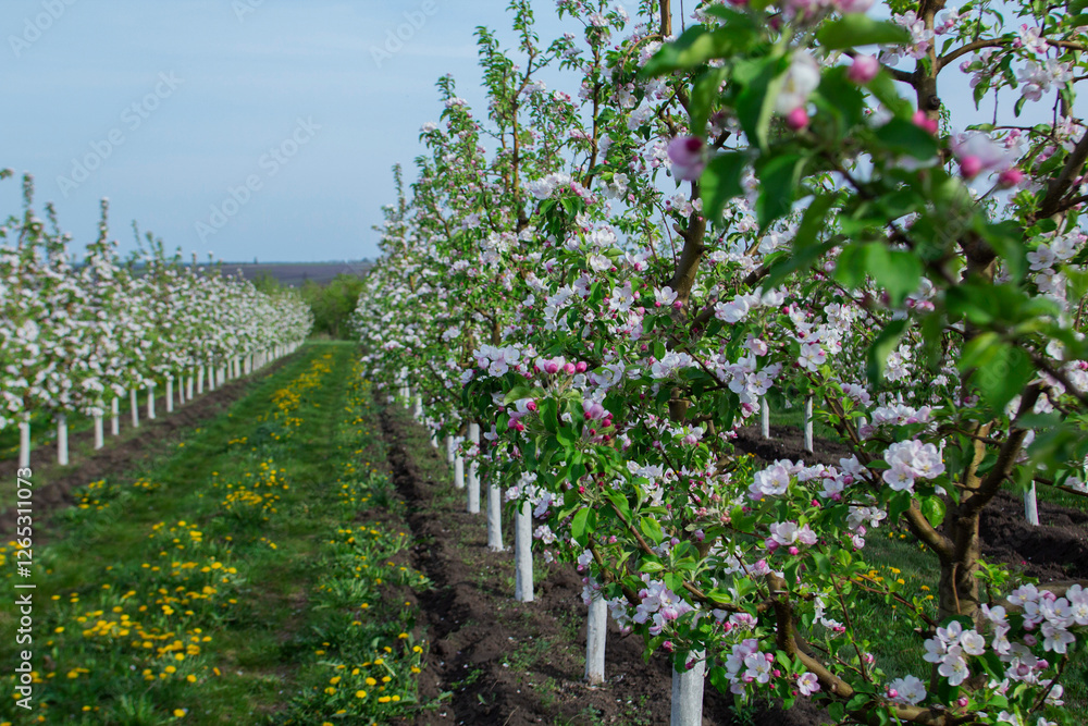 Blooming apple orchard, grass and blooming dandelions in the north of Moldova. Selective focus.