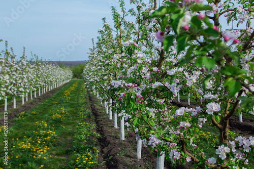 Blooming apple orchard, grass and blooming dandelions in the north of Moldova. Selective focus. photo