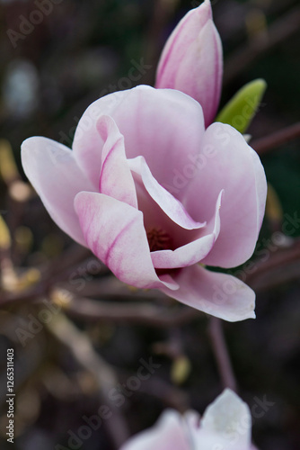 Obraz na płótnie Tender magnolia flowers in a city park, spring Moldova. Selective focus. w salonie