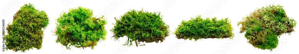 Set of vibrant green moss clusters with realistic textures and organic shapes on a transparent background. Features lush, fresh moss with intricate details, perfect for nature, forest Set of vibrant green moss clusters with realistic textures and organic shapes on a transparent background. Features lush, fresh moss with intricate details, perfect for nature, forest