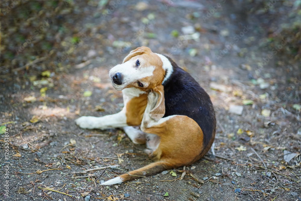 An Adorable Beagle Dog Scratching Body Outdoor on The Autumn Leaves An Adorable Beagle Dog Scratching Body Outdoor on The Autumn Leaves