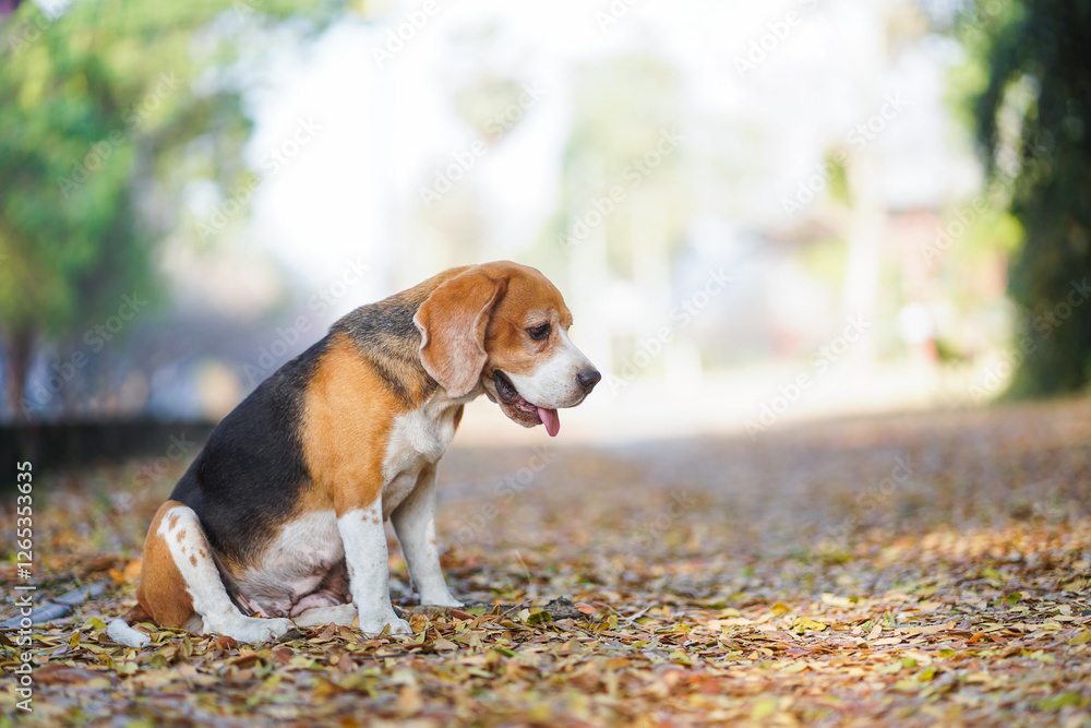 An Adorable Beagle Dog Sitting in The Park Setting Surrounded by Autumn Leaves An Adorable Beagle Dog Sitting in The Park Setting Surrounded by Autumn Leaves
