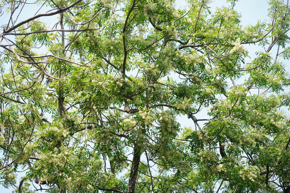 Neem flowers are blooming in full bloom on its tree during the dry season. Neem flowers are blooming in full bloom on its tree during the dry season.