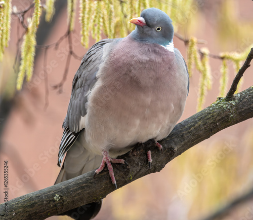 Ringeltaube im Baum photo