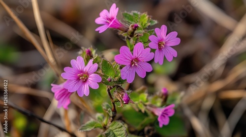Pink wildflowers blooming meadow spring