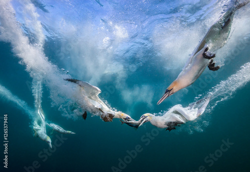 Eye level with diving Northern gannets (Morus bassanus) taking Mackerel (Scomber scombrus) underwater. Multiple other diving gannets in the background.