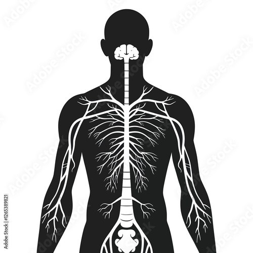 A simple, black and white anatomical illustration of the human body, highlighting the nervous system and circulatory system.