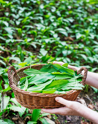 Wild garlic