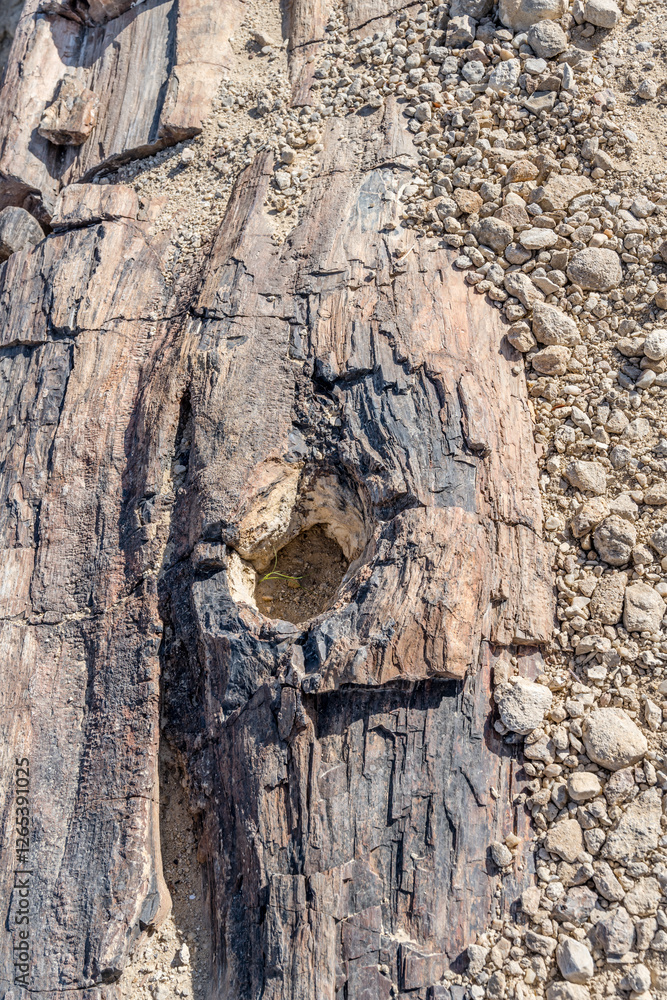 bark of petrified tree-trunk at Petrified Forest site in desert countryside, near Khorixas, Namibia bark of petrified tree-trunk at Petrified Forest site in desert countryside, near Khorixas, Namibia