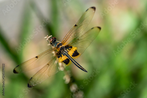 Rhyothemis Phyllis Dragonfly Perched on a Twig: Detailed Close-Up of a Colorful Insect in its Natural Habitat