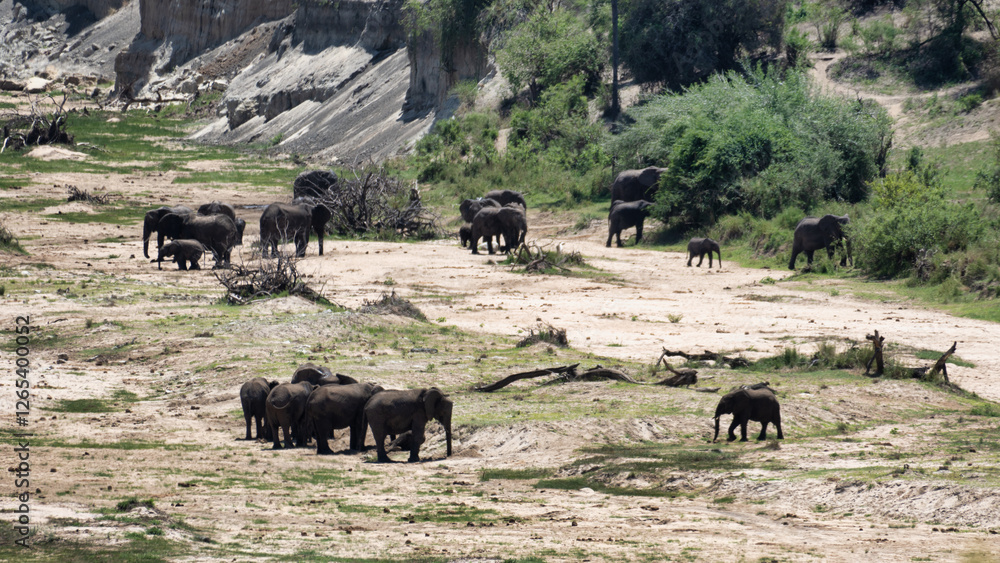 A majestic herd of elephants gracefully grazing in their natural and beautiful habitat Tarangire National Park Tanzania Africa A majestic herd of elephants gracefully grazing in their natural and beautiful habitat Tarangire National Park Tanzania Africa