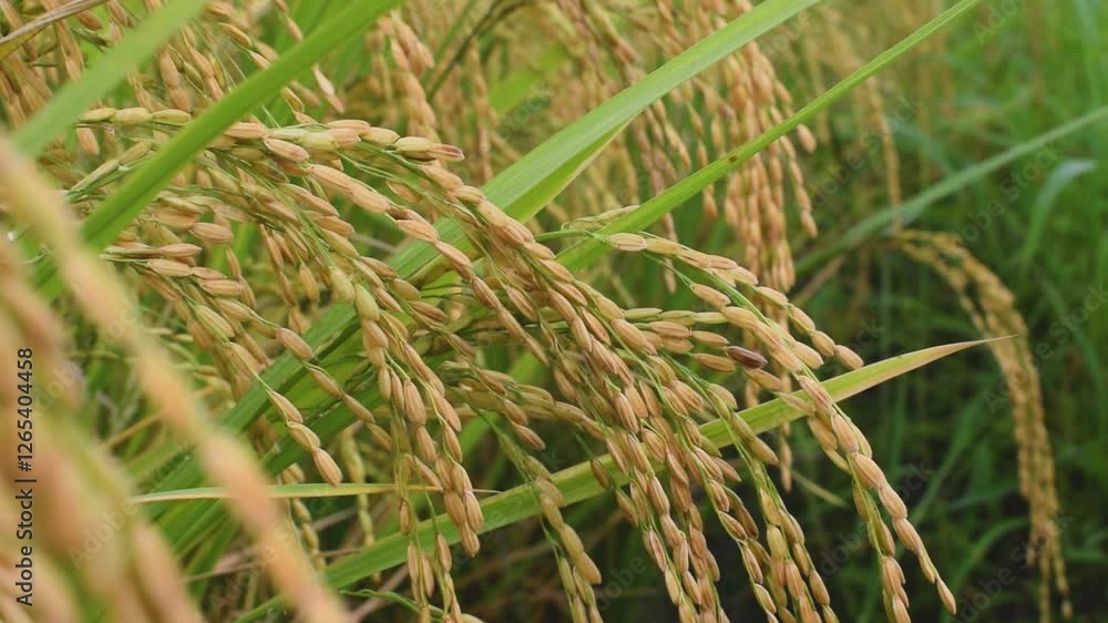 Closeup of golden ripe rice cobs swaying in the wind in the rice field. Green rice leaves in the background. Closeup of golden ripe rice cobs swaying in the wind in the rice field. Green rice leaves in the background.