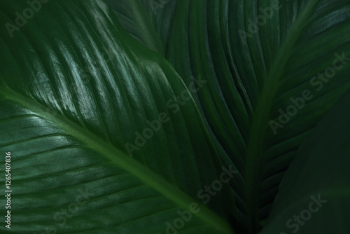 nature background of close-up macro deep green leave texture tropical forest plant.abstract curve leaf botanical foliage dark desktop wallpaper.
