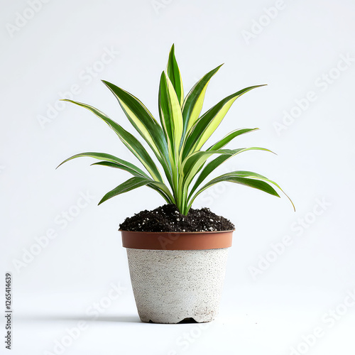 Wallpaper Mural Vibrant Variegated Yucca Plant in White Pot: Home Decor Torontodigital.ca