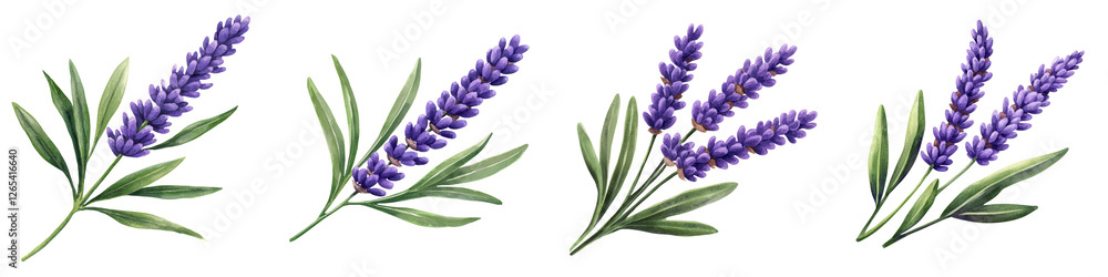 Obraz premium Beautiful Lavender Flower Sprigs with Green Leaves on White Background