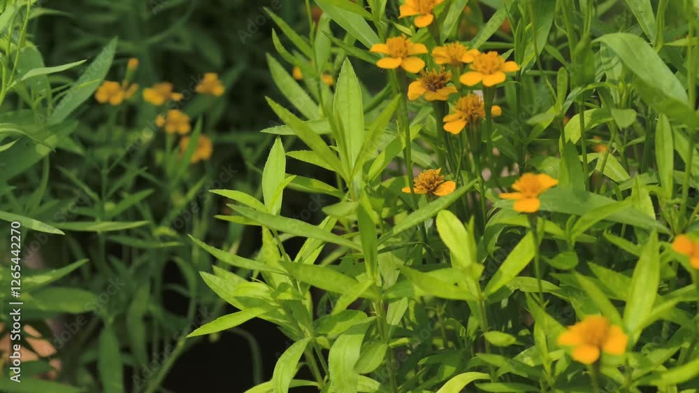 Tarragon is an aromatic perennial plant Tarragon is an aromatic perennial plant